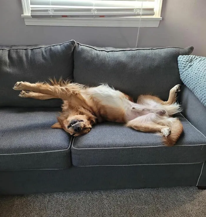 30 Personas que pillaron a sus perros durmiendo en posiciones rarísimas y compartieron las fotos en #SleepingDogChallenge