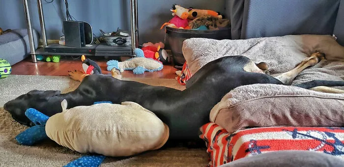 30 Times People Busted Their Dogs Having A Nap In The Funniest Positions And Shared The Pics For #SleepingDogChallenge