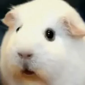 lila
