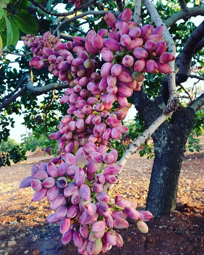A Pistachio Plant