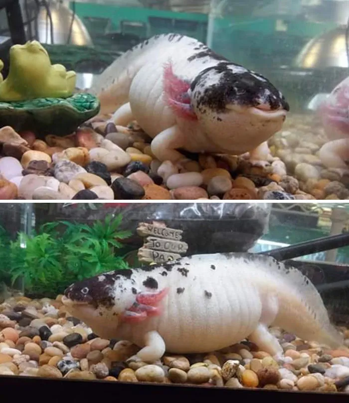 In Case Y'all Have Never Seen An Obese Axolotl Before