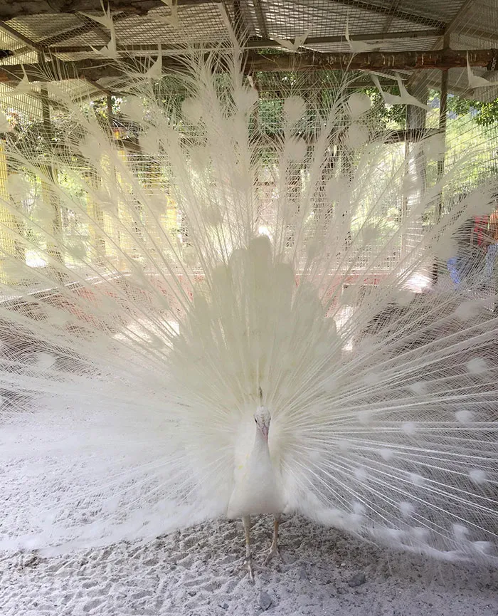  Este pavo real albino que vi en Malasia