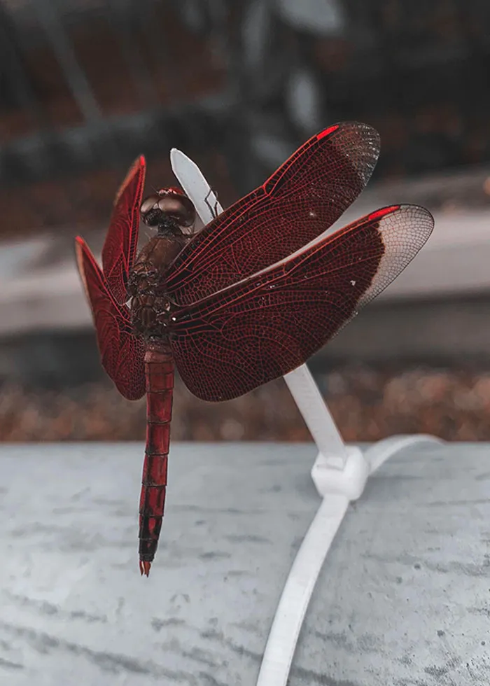 This Close Up Shot Of A Dragonfly I Took With My Phone The Other Day