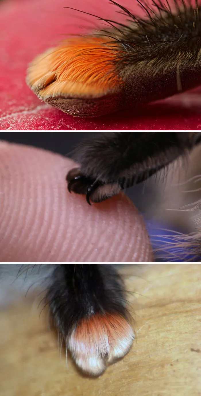 In Case You Haven't Seen Spider Feet Up Close