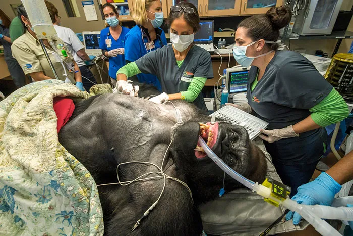 Veterinary team attending a gorilla during surgery, revealing unseen aspects of wildlife care.