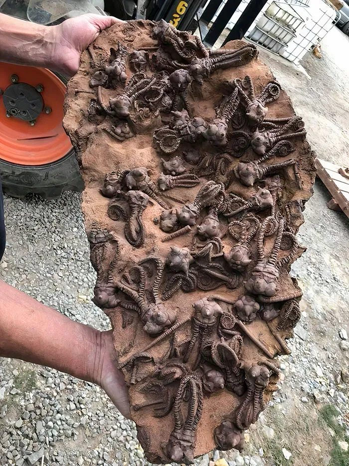 Asombrosos fósiles de Crinoides Jimbacrinus