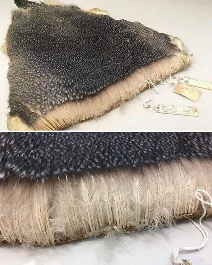 The Density Of Penguin Feathers