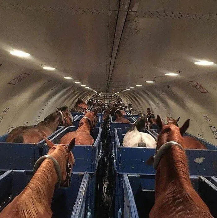 Rare view of horses being transported inside an aircraft, showcasing the unseen side of air travel logistics.