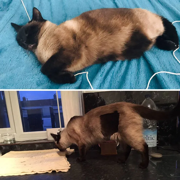 Siamese cat lying on a blue blanket and standing on a kitchen counter, illustrating rare unseen moments.