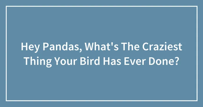 Hey Pandas, What's The Craziest Thing Your Bird Has Ever Done? (Closed)