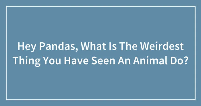 Hey Pandas, What Is The Weirdest Thing You Have Seen An Animal Do? (Closed)