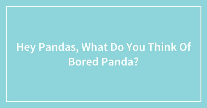 Hey Pandas, What Do You Think Of Bored Panda? (Closed)