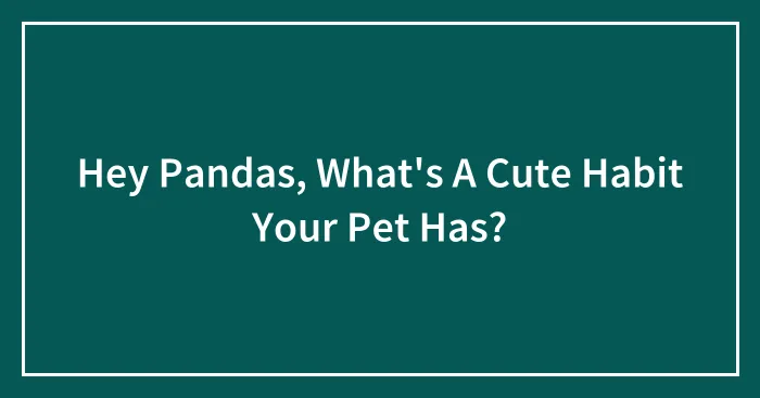 Hey Pandas, What's A Cute Habit Your Pet Has? (Closed)