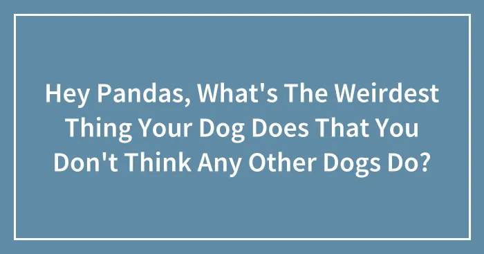 Hey Pandas, What's The Weirdest Thing Your Dog Does That You Don't Think Any Other Dogs Do? (Closed)