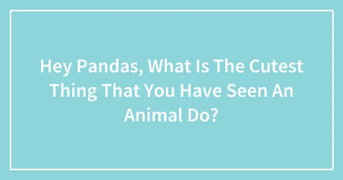 Hey Pandas, What Is The Cutest Thing That You Have Seen An Animal Do? (Closed)