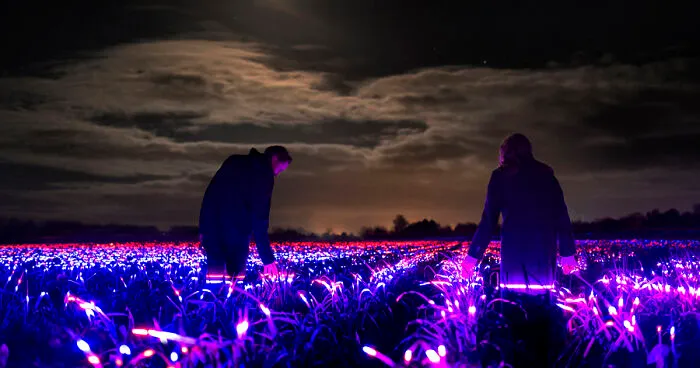 My Project Transforms 20,000 Square Meters Of Leek Into A Dreamscape
