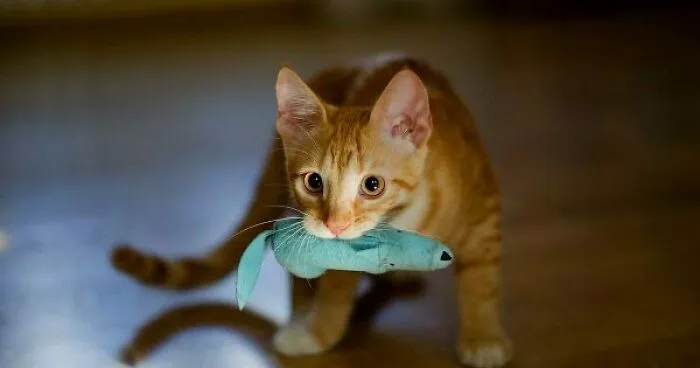 Hey Pandas, Post Your Cat Or Dog's Funny Moments (Closed)