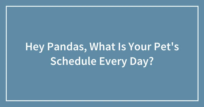 Hey Pandas, What Is Your Pet's Schedule Every Day? (Closed)