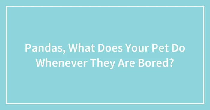 Pandas, What Does Your Pet Do Whenever They Are Bored? (Closed)