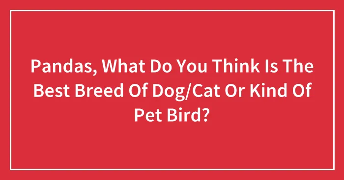 Pandas, What Do You Think Is The Best Breed Of Dog/Cat Or Kind Of Pet Bird? (Closed)