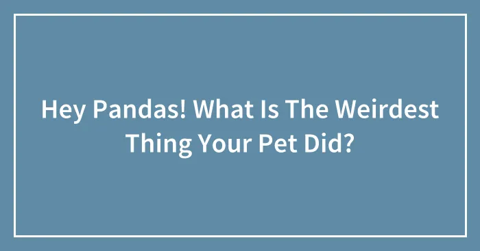 Hey Pandas! What Is The Weirdest Thing Your Pet Did?