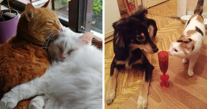 Hey Pandas, If You Have More Than One Pet, Post Them All In One Pic (Closed)
