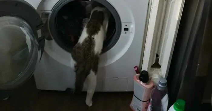 Hey Pandas, Post A Picture Of Your Animals Doing Something Hilarious (Closed)