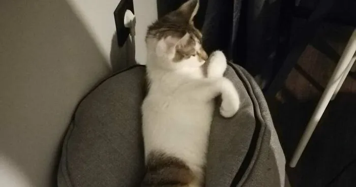 Hey Pandas, Take A Photo Of Your Cat In The Funniest Position You Can (Closed)