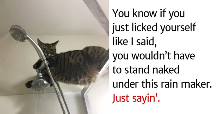 Hey Pandas, Post Some Cat Memes To Make Us Feel Better When We're Sad (Closed)