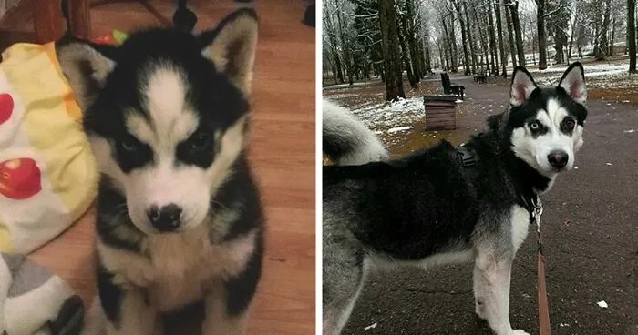 Hey Pandas, Post A Picture Of Your Pet When You First Got Them And Of Your Pet Now (Closed)