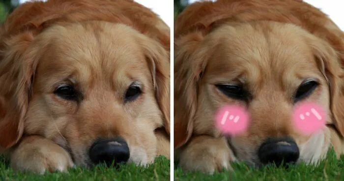 Hey Pandas, Make This Dog Happy Again By Photoshoping It (Closed)