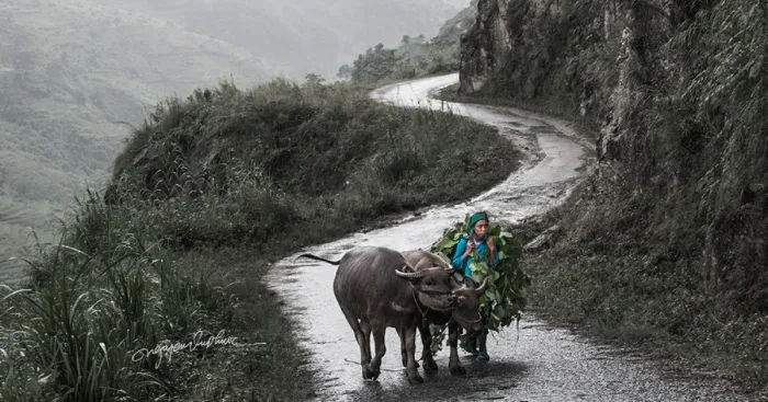 My 29 Pictures That Show The Relationship Between Buffalos And Vietnamese Farmers