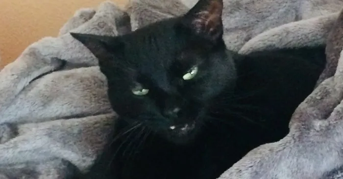 Hey Pandas, Show Us The Photo Of Your Pet That Makes You Laugh Every Single Time You See It (Closed)