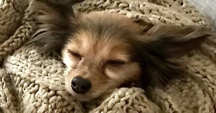 Hey Pandas, Post A Picture Of Your Pet Looking Like Baby Yoda (Closed)