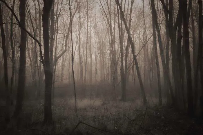 Foggy Morning In The Woods In Back Of Our House