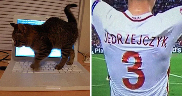 50 Funny Cat Jokes Created By People Clearly Living With One