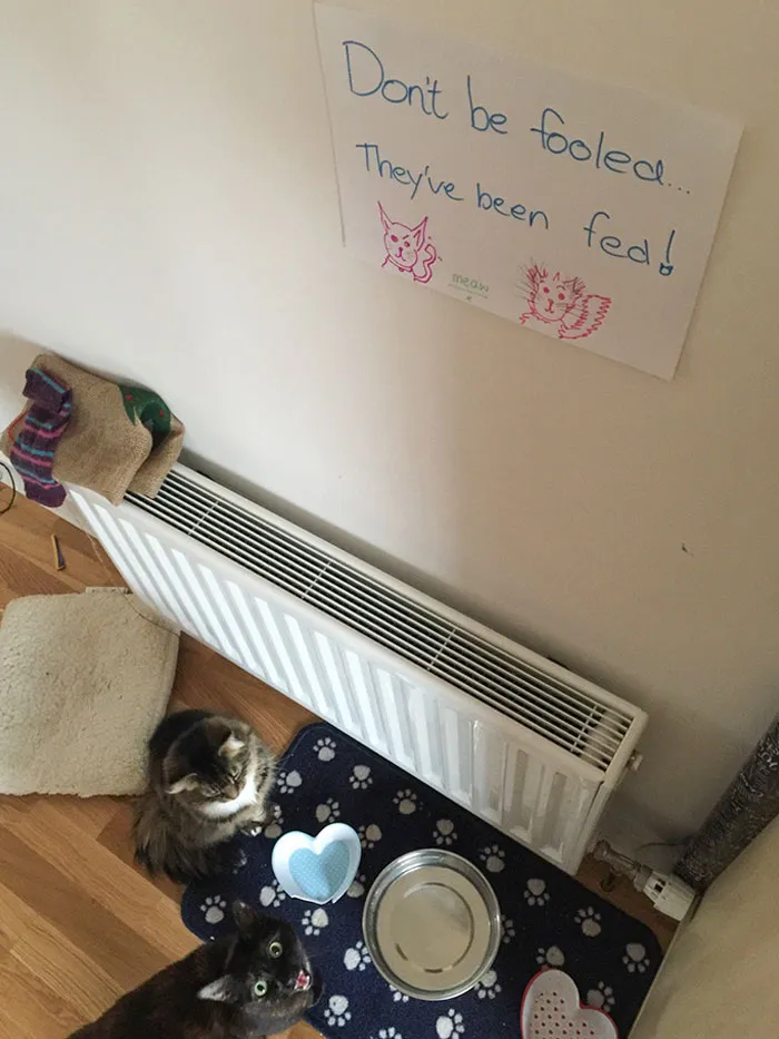 28 Gatos tan audaces que sus dueños tuvieron que poner carteles para avisar a los demás