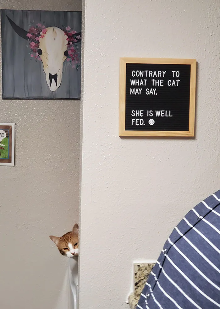 34 Times Cats Acted So Audacious That Their Owners Put Up A Sign To Warn Others About Their Ways