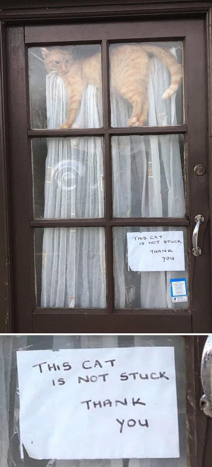 34 Times Cats Acted So Audacious That Their Owners Put Up A Sign To Warn Others About Their Ways