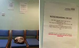 34 Times Cats Acted So Audacious That Their Owners Put Up A Sign To Warn Others About Their Ways