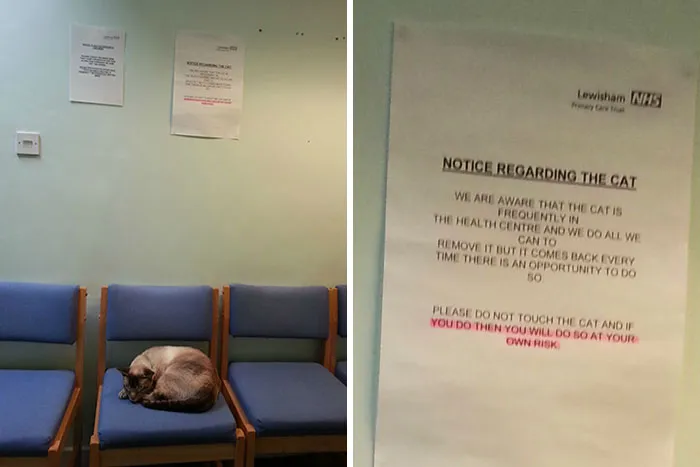 34 Times Cats Acted So Audacious That Their Owners Put Up A Sign To Warn Others About Their Ways