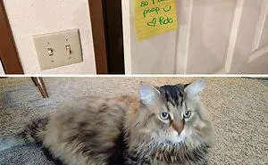 34 Times Cats Acted So Audacious That Their Owners Put Up A Sign To Warn Others About Their Ways