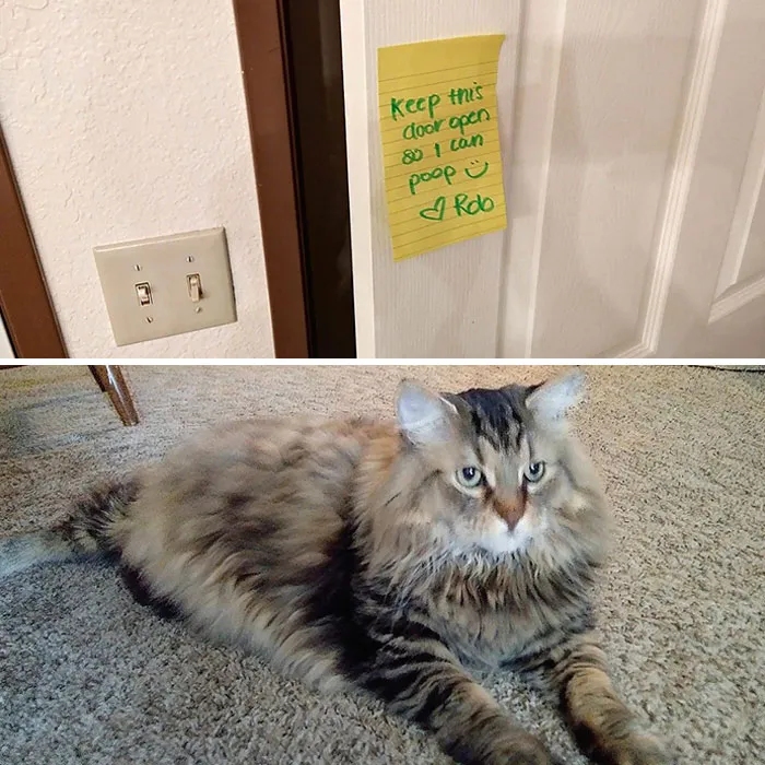 Funny-Cat-Notes-Warnings
