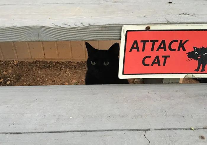34 Times Cats Acted So Audacious That Their Owners Put Up A Sign To Warn Others About Their Ways
