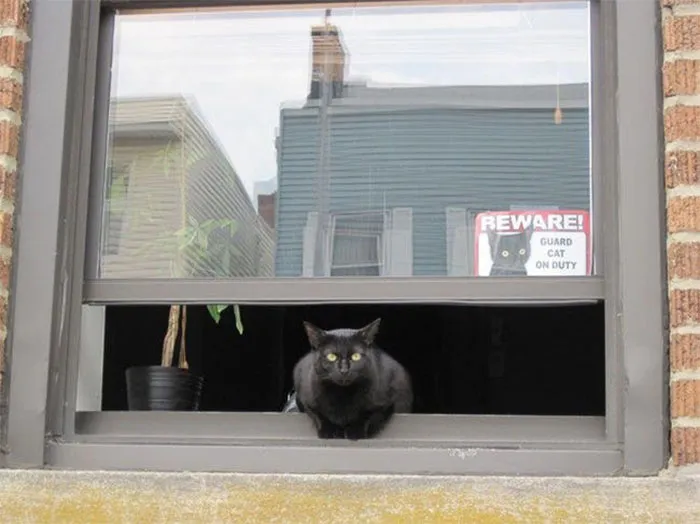 34 Times Cats Acted So Audacious That Their Owners Put Up A Sign To Warn Others About Their Ways