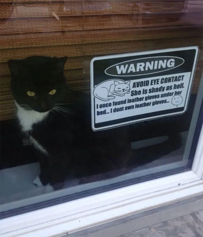 34 Times Cats Acted So Audacious That Their Owners Put Up A Sign To Warn Others About Their Ways
