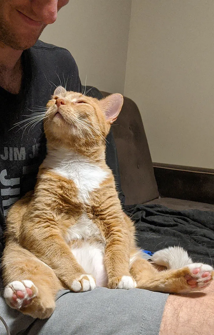 Mi gato adora a mi novio