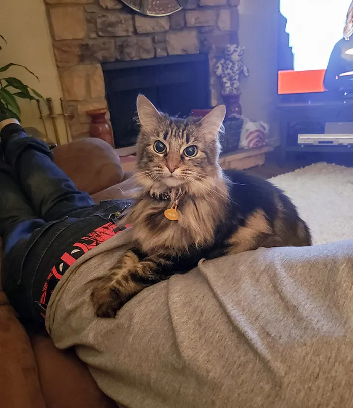 Never Thought I'd Have To Share My Boyfriend With My Cat, But She's Been In Love Since Day One