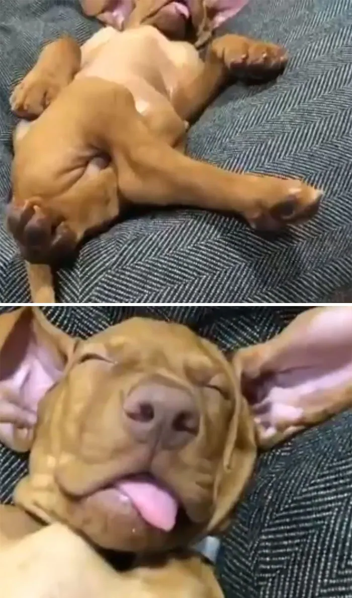 Me parece demasiado cachorro