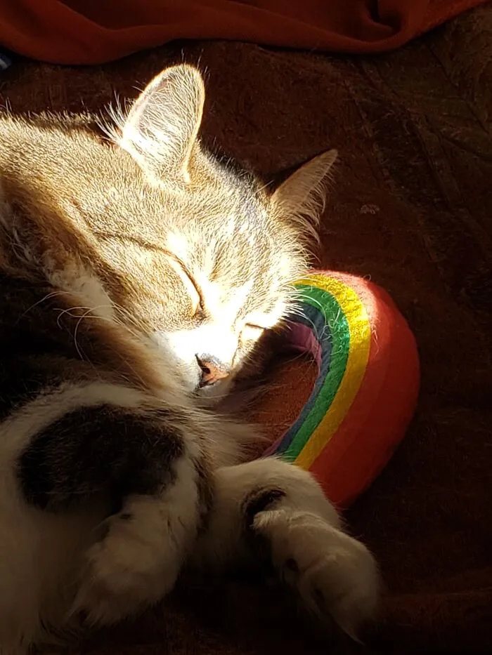 Grendel    Exhausted From Cat Nip,  Sunshine And Being Silly.  May We All Be So Lucky This Year.